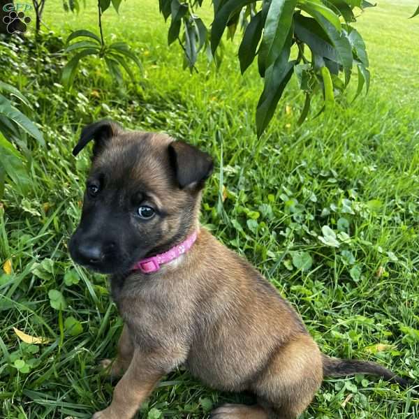 Jenny, Belgian Malinois Puppy